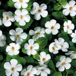 Bacopa Bedding Plants  5