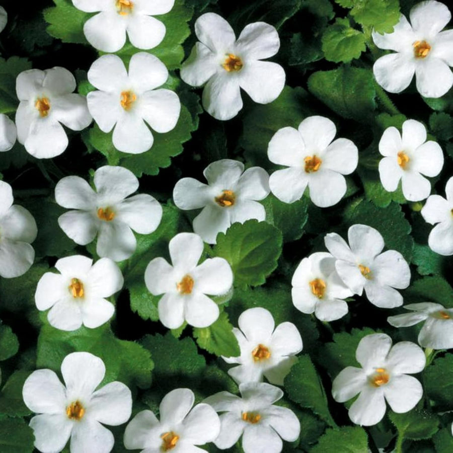 Bacopa Bedding Plants  5