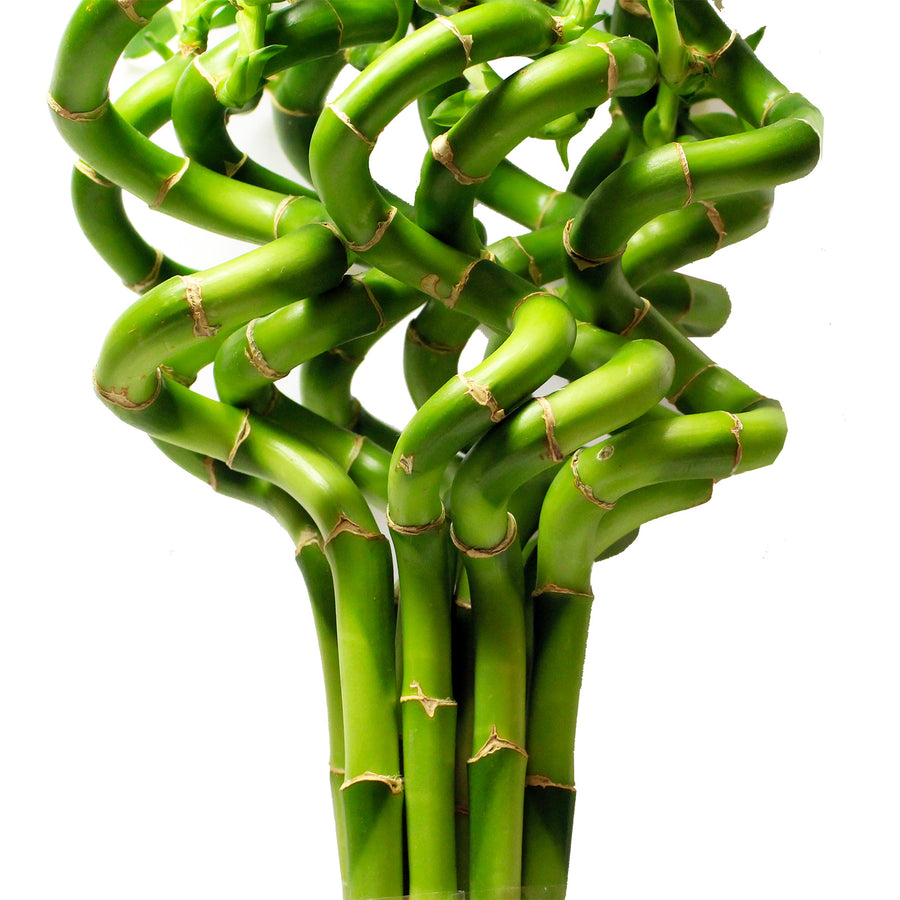 Spiral Lucky Bamboo in Christmas Vase 2 x 30cm Spiral Lucky Bamboo in Christmas Vase image4 2
