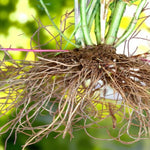 Astilbe Colour Flash Lime Bare Roots  4