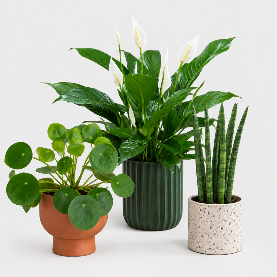 Bedroom Houseplant Collection - Chinese Money Plant, Peace Lily 'Alana' & Sansevieria Cylindrica Straight  1