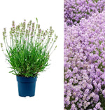 BeeZee Pink Lavender Plant - Lavandula  2