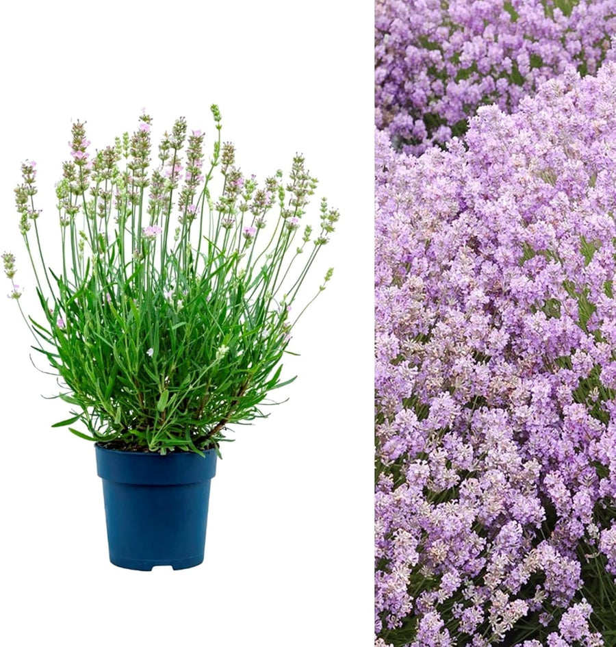 BeeZee Pink Lavender Plant - Lavandula  3