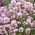 BeeZee Pink Lavender Plant - Lavandula  4