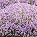 BeeZee Pink Lavender Plant - Lavandula  1