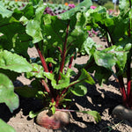 Beetroot Boltardy  2