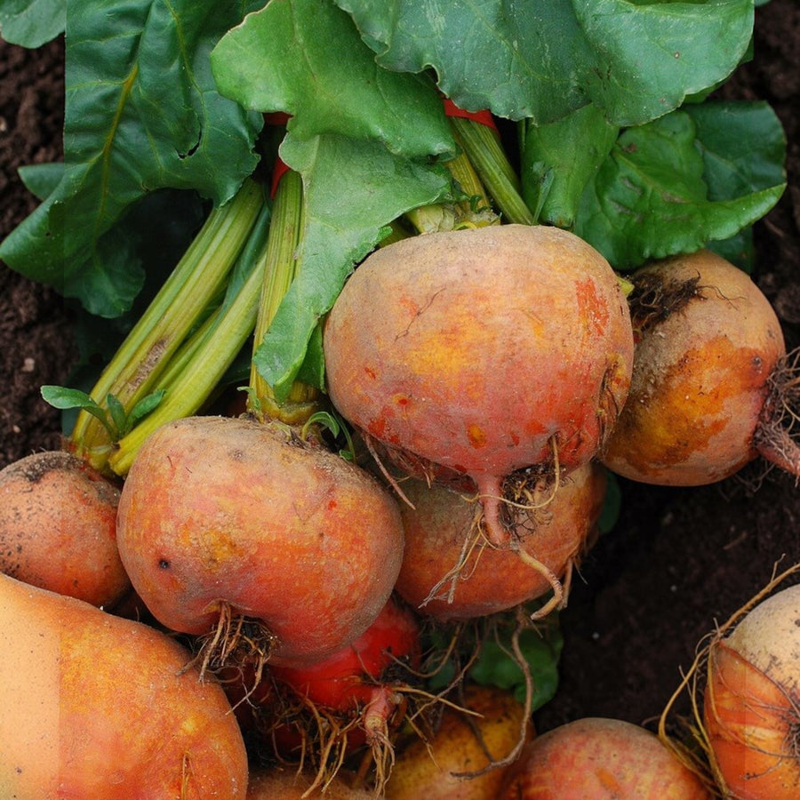 Beetroot Golden  3