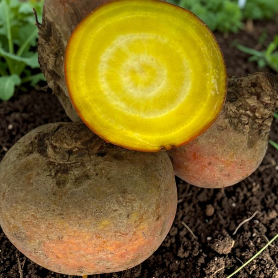 Beetroot Golden  2