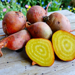 Beetroot Plant  5