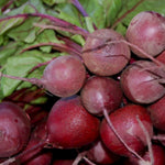 Beetroot Wodan F1 Hybrid  2