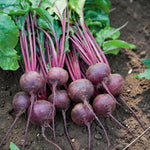 Beetroot Plant  4