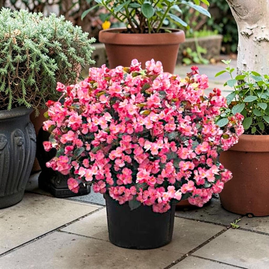 Begonia Bronze Leaf Rose Bedding Plants  2
