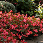 Begonia Bronze Leaf Rose Bedding Plants  4