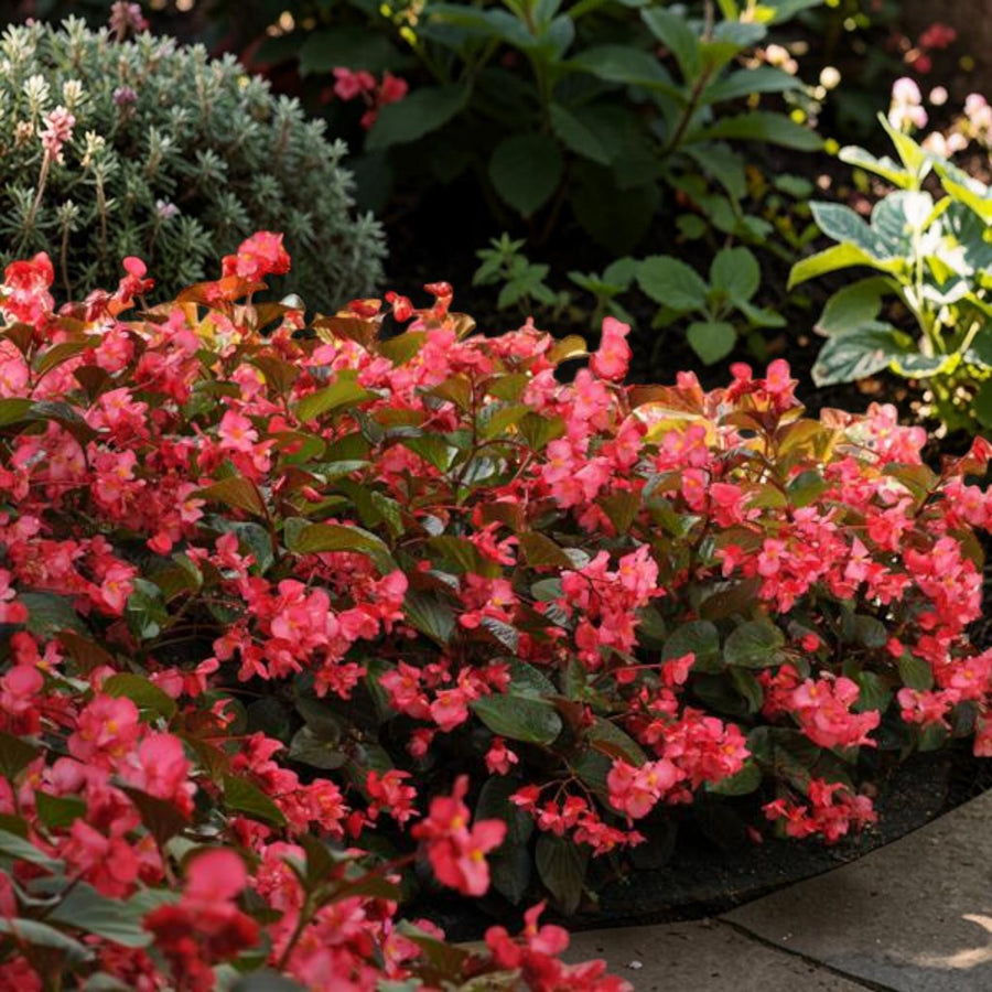 Begonia Bronze Leaf Rose Bedding Plants  4