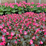 Begonia Bronze Leaf Rose Bedding Plants  3