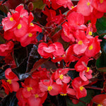 Begonia Bronze Leaf Scarlet Bedding Plants  4
