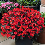 Begonia Bronze Leaf Scarlet Bedding Plants  2