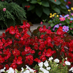 Begonia Bronze Leaf Scarlet Bedding Plants  3