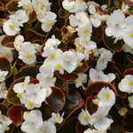 Begonia Bronze Leaf White Bedding Plants  2