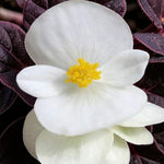 Begonia Bronze Leaf Bedding Plants  6