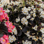 Begonia Bronze Leaf White Bedding Plants  3
