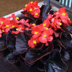 Plug Plants - Begonia Devil Red  1