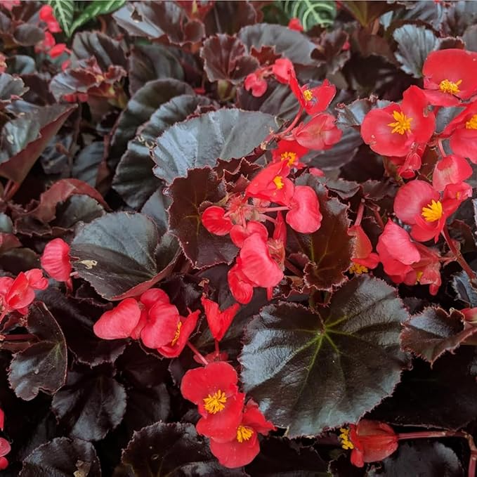 Plug Plants - Begonia Devil Red  2