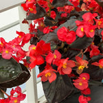 Plug Plants - Begonia Devil Red  4