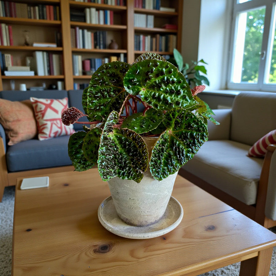 Begonia Ferox  1