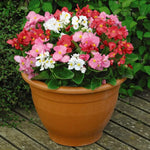 Begonia Green Leaf Mixed Bedding Plants  2
