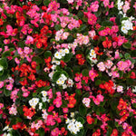 Begonia Green Leaf Bedding Plants  6