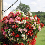 Begonia Green Leaf Mixed Bedding Plants  3