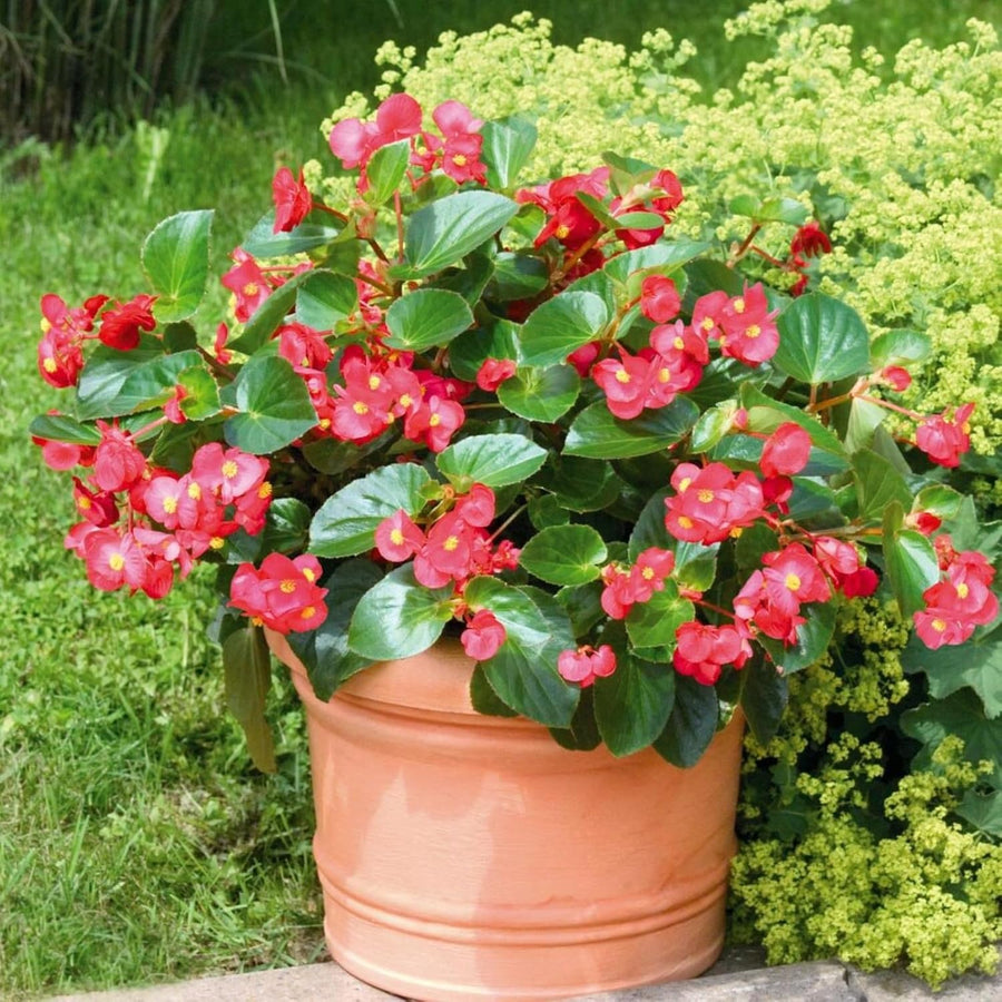 Begonia Green Leaf Scarlet Bedding Plants  3