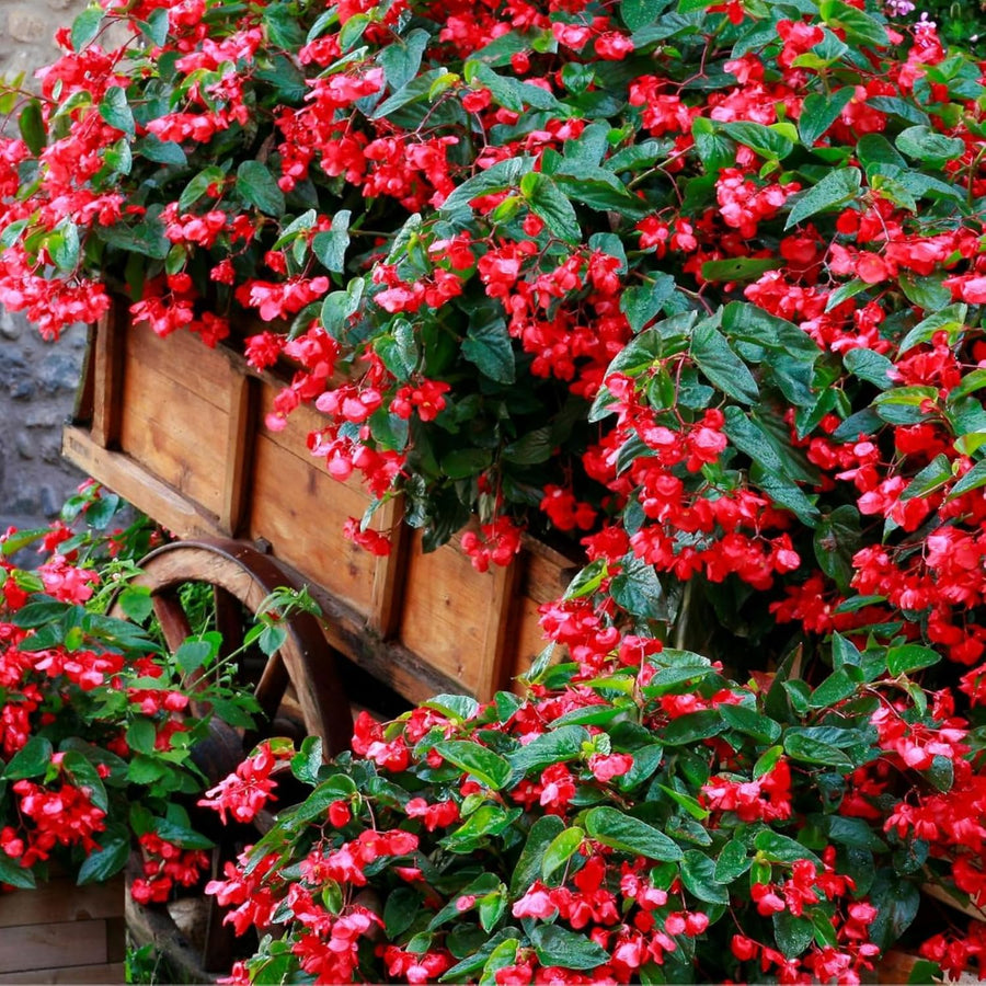 Begonia Green Leaf Scarlet Bedding Plants  4