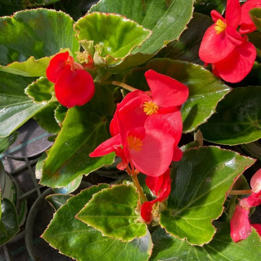Begonia Green Leaf Scarlet Bedding Plants  2