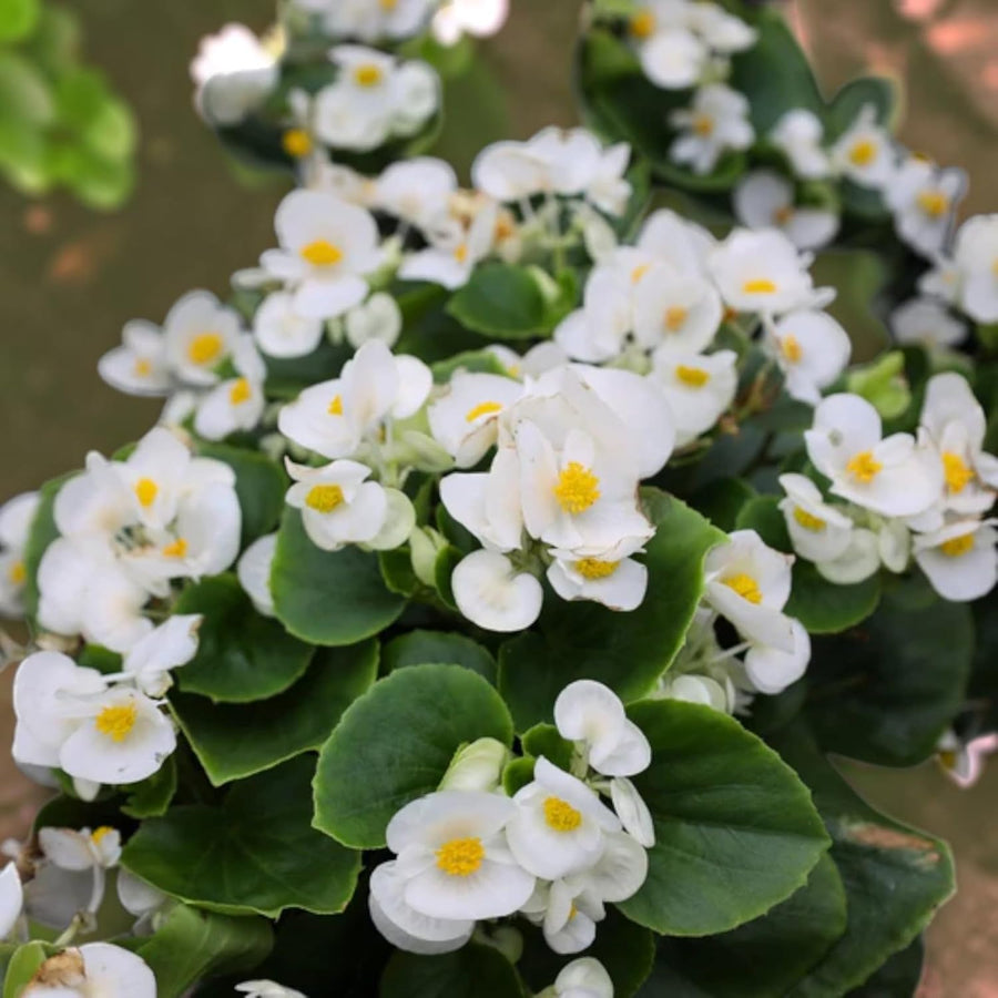 Begonia Green Leaf White Bedding Plants  2