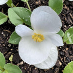 Begonia Green Leaf White Bedding Plants  4