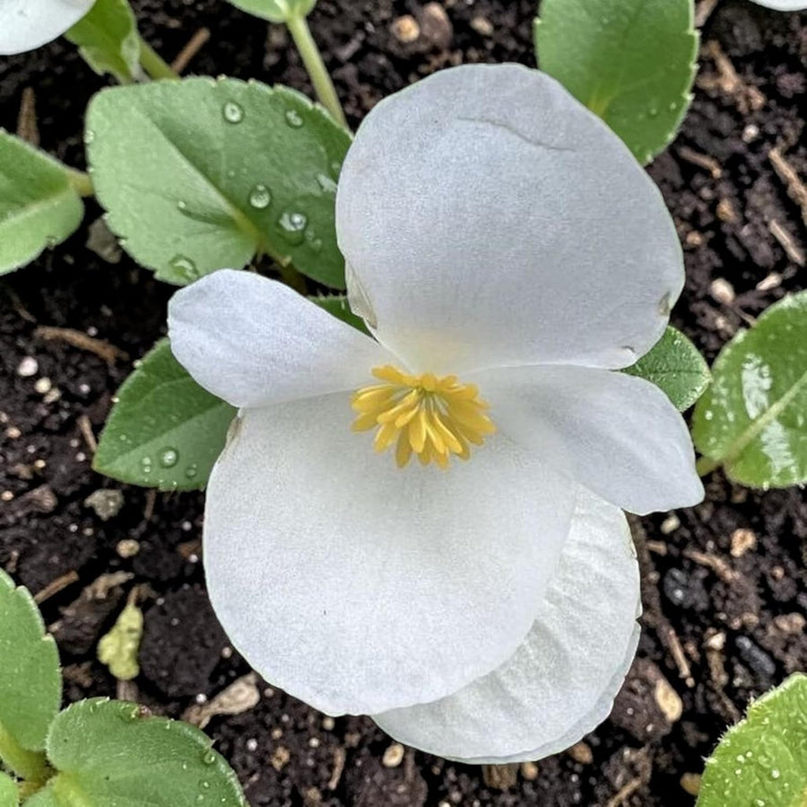Begonia Green Leaf White Bedding Plants  4