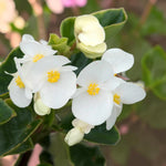 Begonia Green Leaf White Bedding Plants  1