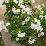 Begonia Green Leaf White Bedding Plants  3