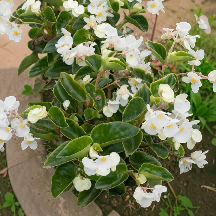Begonia Green Leaf White Bedding Plants  3