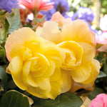Begonia Illumination Lemon Summer Bedding Plant  2
