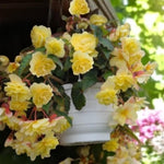 Begonia Illumination Lemon Summer Bedding Plant  4