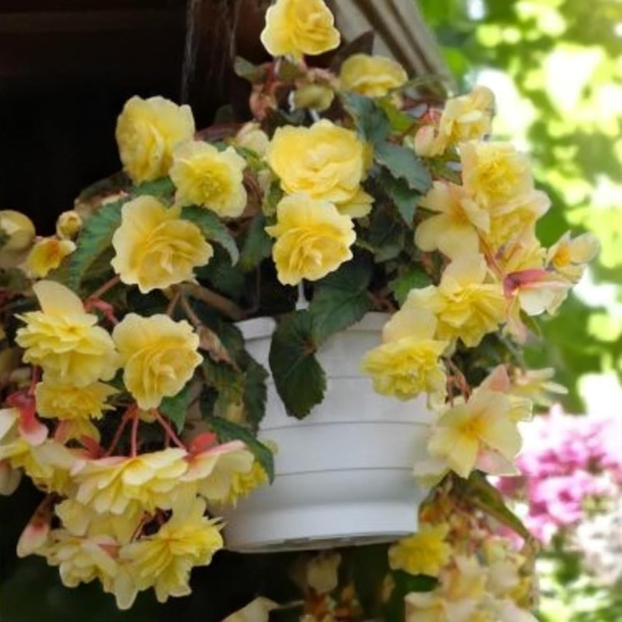 Begonia Illumination Lemon Summer Bedding Plant  4