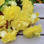 Begonia Illumination Lemon Summer Bedding Plant  3