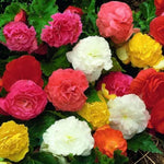 Begonia Non Stop Mix Plants  1