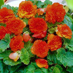 Begonia Nonstop Orange Summer Bedding Plant  3