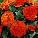 Begonia Nonstop Bedding Plants  5