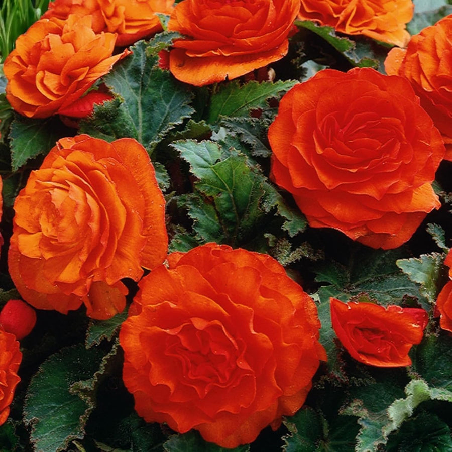 Begonia Nonstop Bedding Plants  5