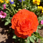 Begonia Nonstop Orange Summer Bedding Plant  4